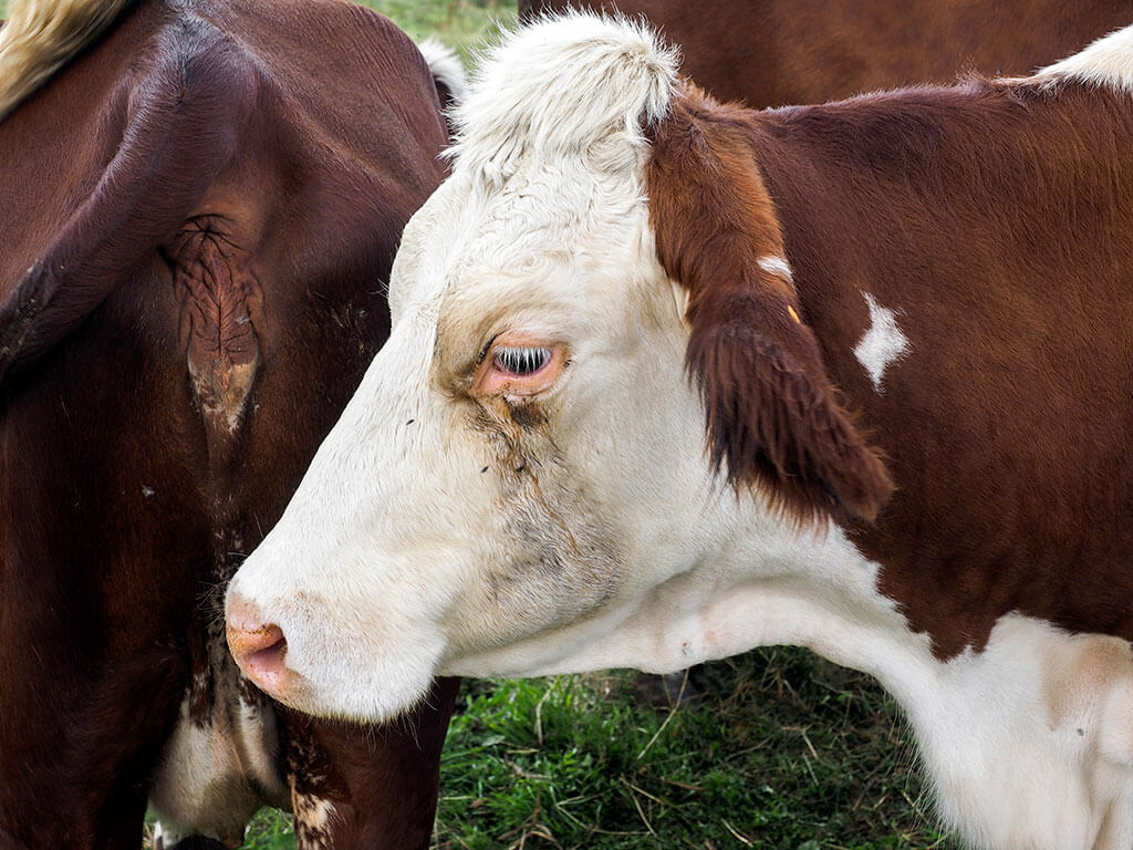 tete-vache-blanc-marron-alpes