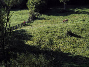 vache-fermiere-campagne-monts-apuseni-roumanie
