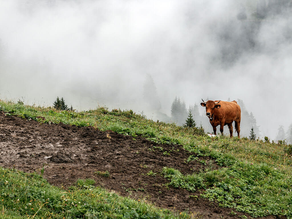 vache-paturage-brume-alpes