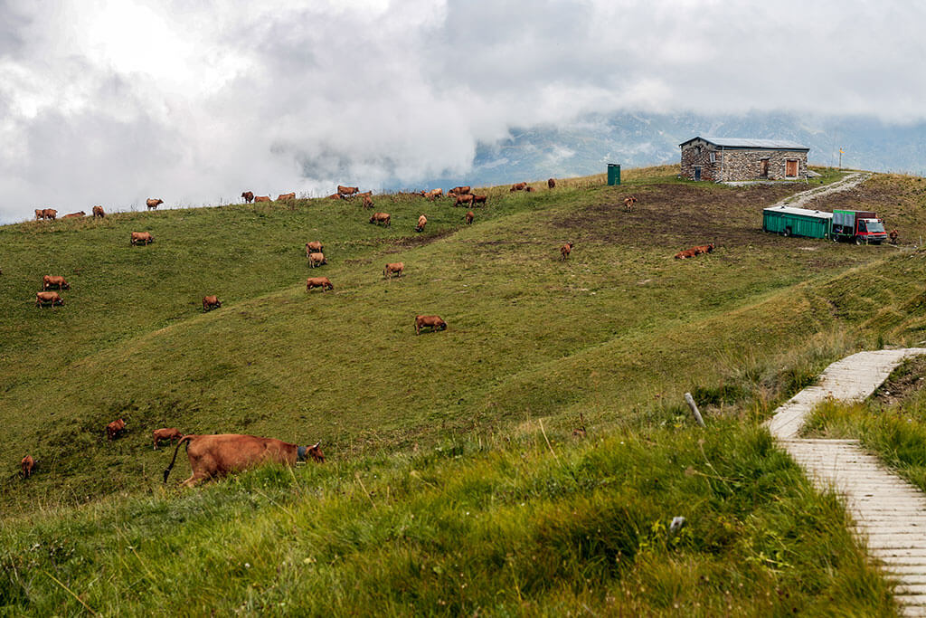 vaches-ferme-alpages-sentier-gr5-savoie