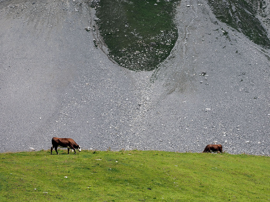 vaches-montee-tourne-gr5-alpes-savoie