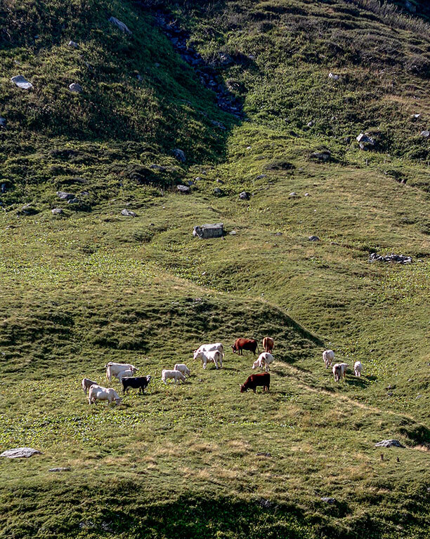vaches-prés-alpes-savoie