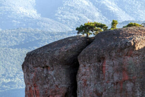 arbres-sommet-formations-rocheuses-belogradtchik-bulgarie