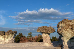 champignons-pierre-beli-plast-bulgarie