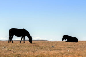 chevaux-crete-montagnes-rila-bulgarie