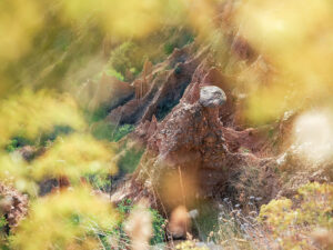 fleurs-jaunes-demoiselles-coiffees-pyramides-stob-bulgarie