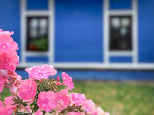 fleurs-roses-fenetres-maison-bleue-koprivchtitsa-bulgarie