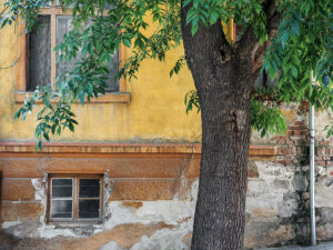 maison-jaune-arbre-centre-ancien-plovdiv-bulgarie