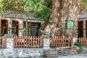vieux-platane-jardin-maison-melnik-bulgarie