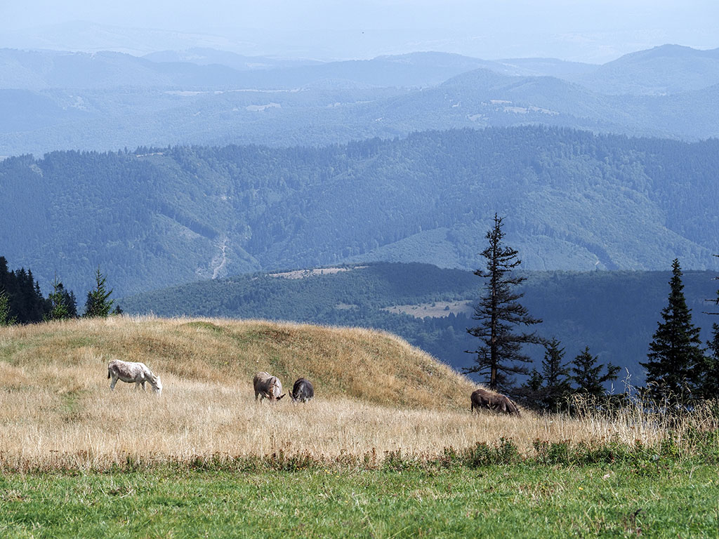Anes dans un paysage des monts Apuseni en Roumanie