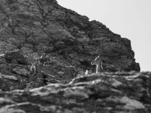 bouquetin-sentier-lac-fenetre-col-grand-saint-bernard-suisse