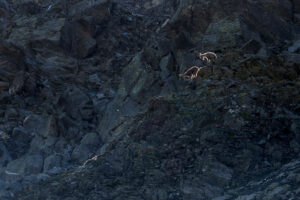 bouquetins-sentier-lac-fenetre-col-grand-saint-bernard-suisse