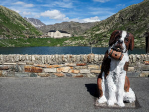 chien-lac-col-grand-saint-bernard-suisse