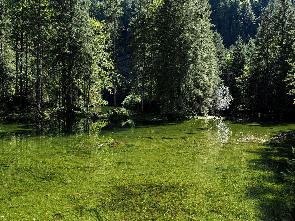 Conifères au bord du lac intermédiaire de Gosau en Autriche