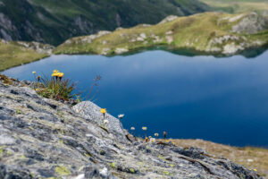 fleurs-rocher-lac-fenetre-col-grand-saint-bernard-suisse