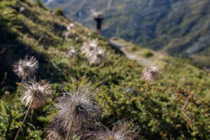 fruits-plante-randonneur-sentier-suisse