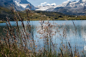 herbes-lac-stellisee-mont-cervin-suisse