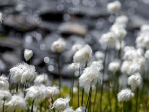 linaigrette-zone-humide-suisse