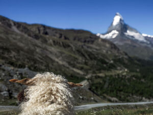 mouton-sentier-mont-cervin-suisse