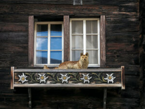 renard-empaille-fenetre-chalet-bois-village-randa-suisse