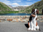 Statue d'un chien Saint-Bernard près du lac du même nom en Suisse