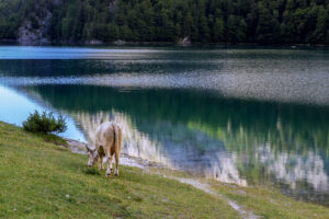 vache-broute-lac-arriere-gosau-autriche