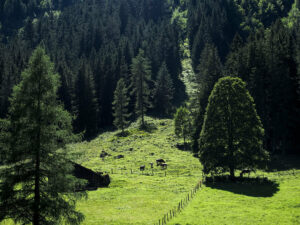 vache-pre-lac-gosau-autriche