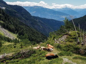 vaches-sentier-bisse-rho-crans-montana-suisse