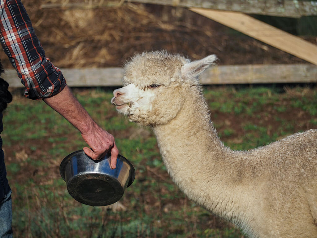 Un alpaga blanc est nourri par son éleveur