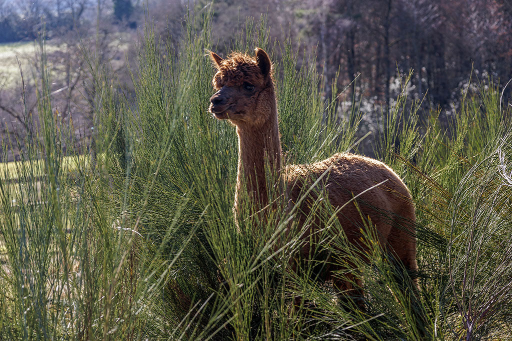 Alpaga brun au milieu des herbes hautes