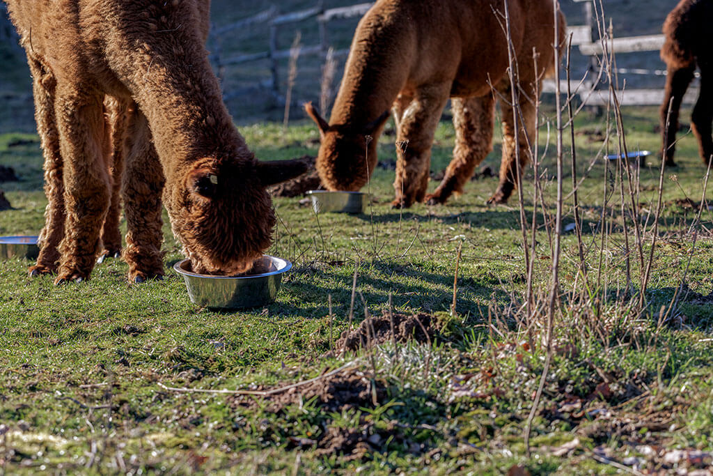 Troupeau d'alpagas bruns se nourrissant de compléments alimentaires