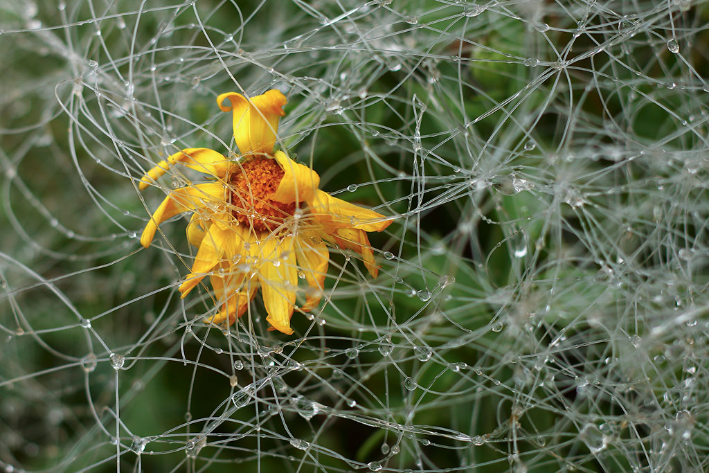 Une fleur jaune au milieu de fils de pêche un jour de pluie