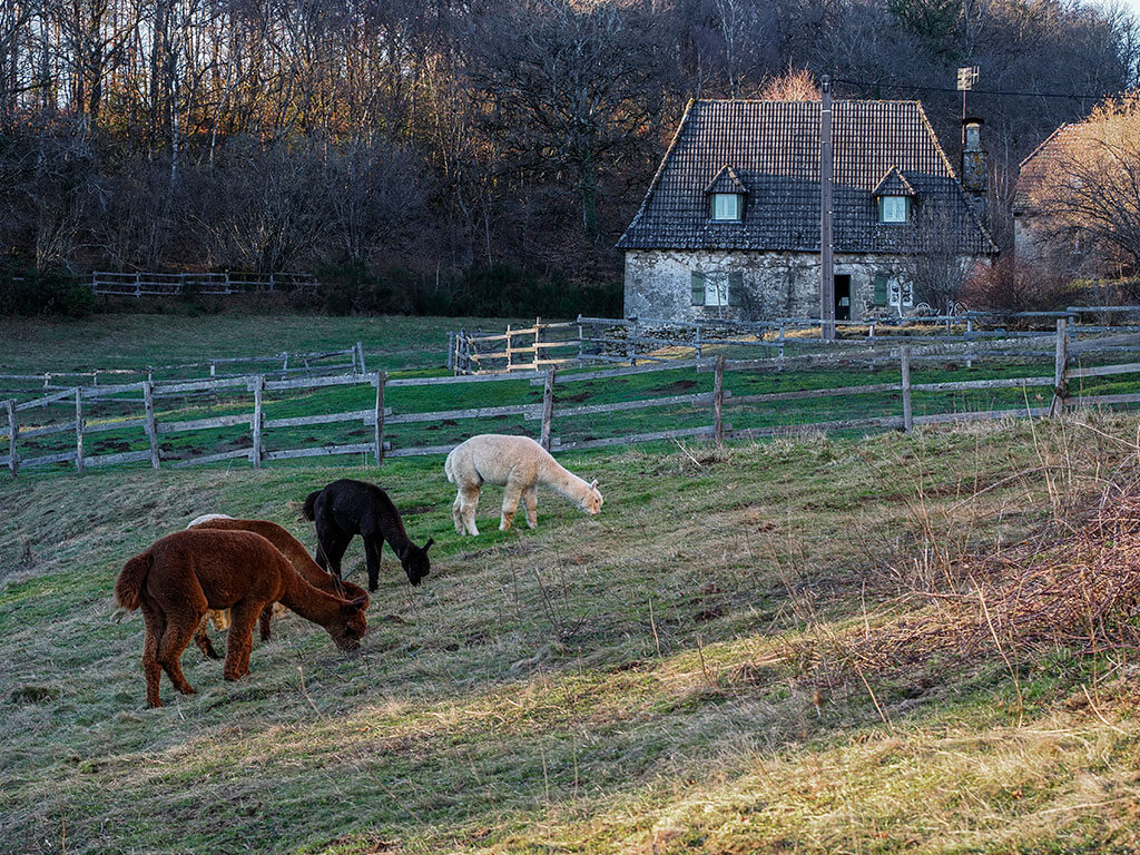 Alpagas et ferme de La Panèterie à Goulles en Corrèze