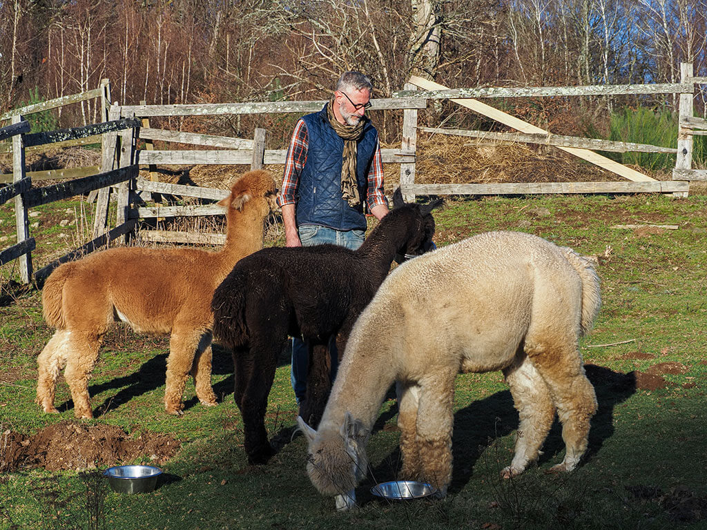 Fançois-Xavier Barbieux, éleveur en Corrèze, avec ses alpagas