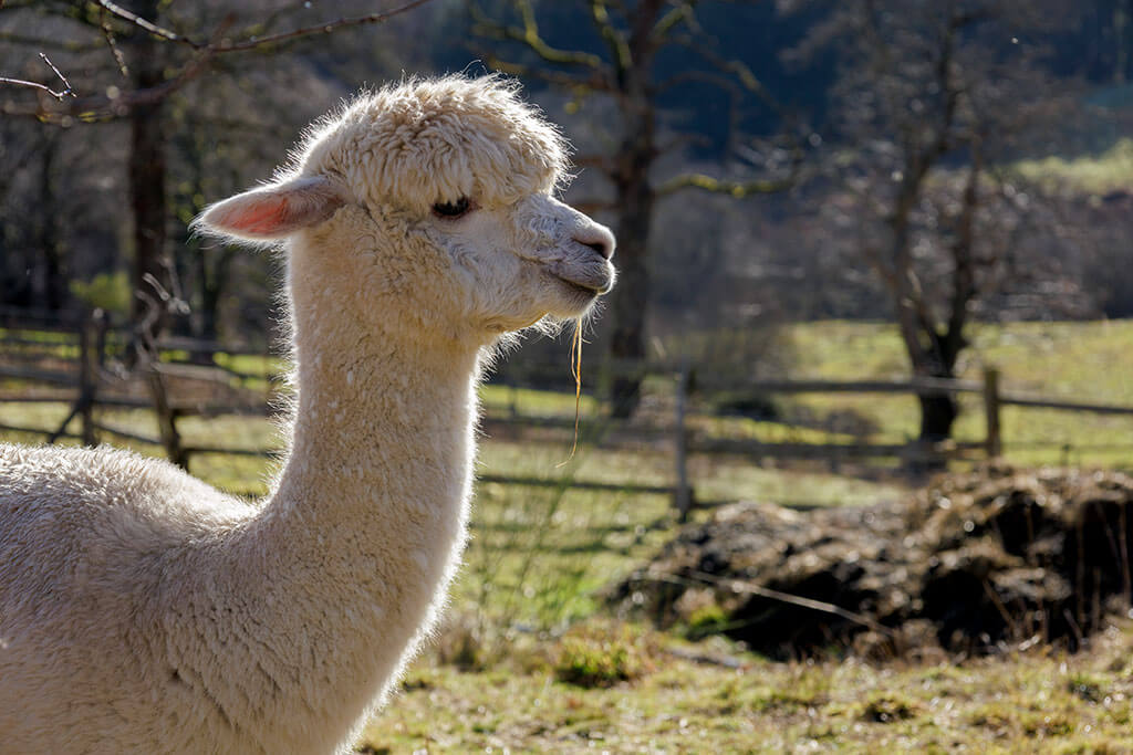 Jeune alpaga blanc