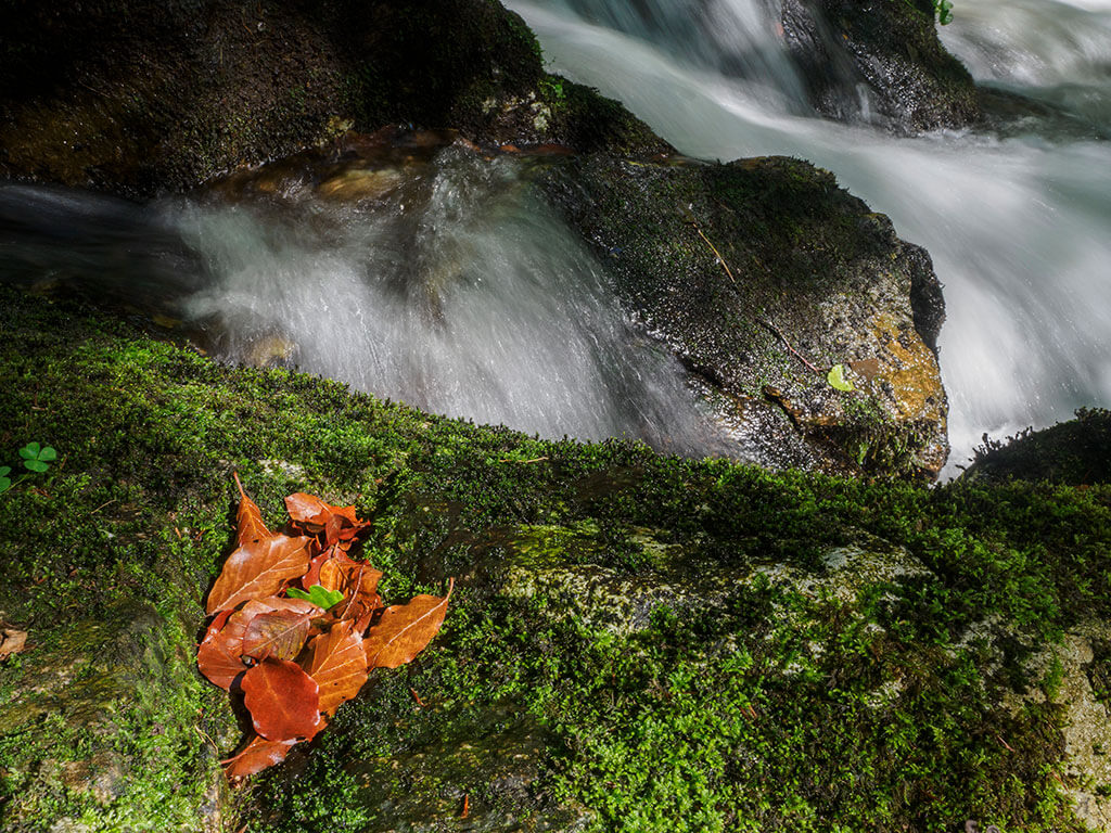 Des feuilles mortes posées sur un rocher près d'un ruisseau en sous-bois