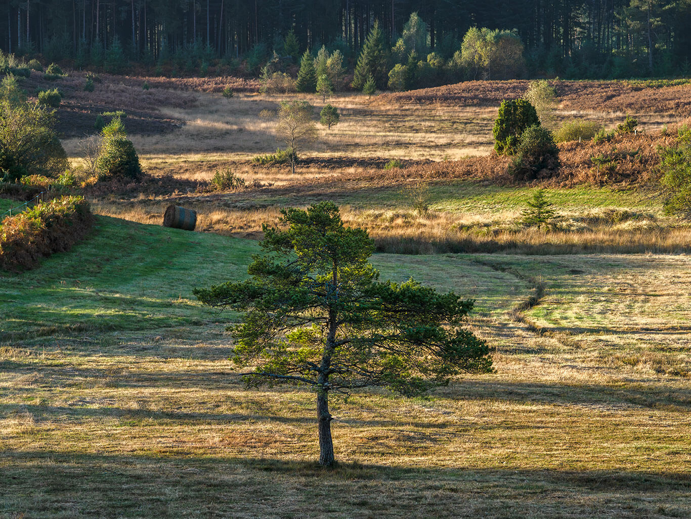 Un pin isolé au milieu d'un champ dans un paysage de campagne en Corrèze