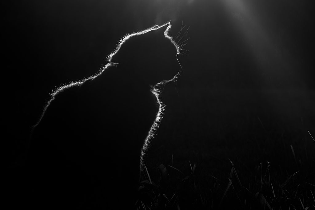 Silhouette d'un chat assis