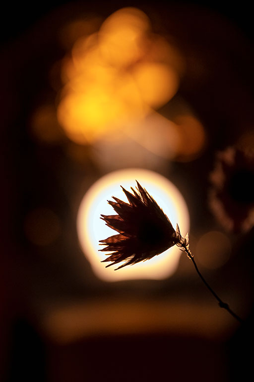 Herbe sèche à contre-jour lors d'un coucher de soleil