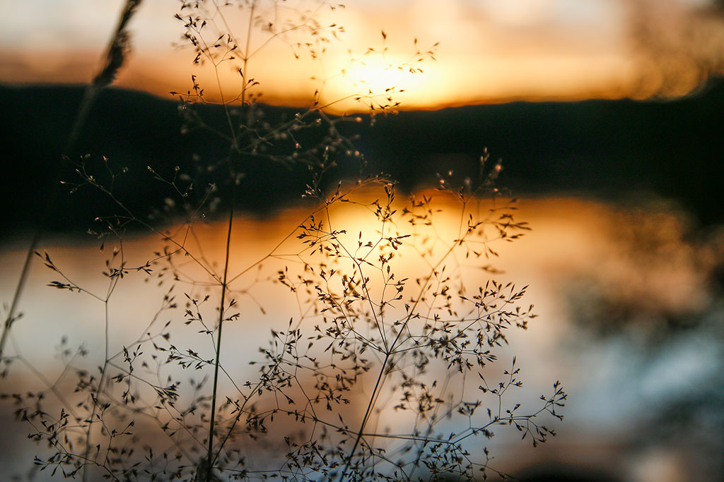 Herbe sèche à contre-jour au bord d'un lac au coucher du soleil