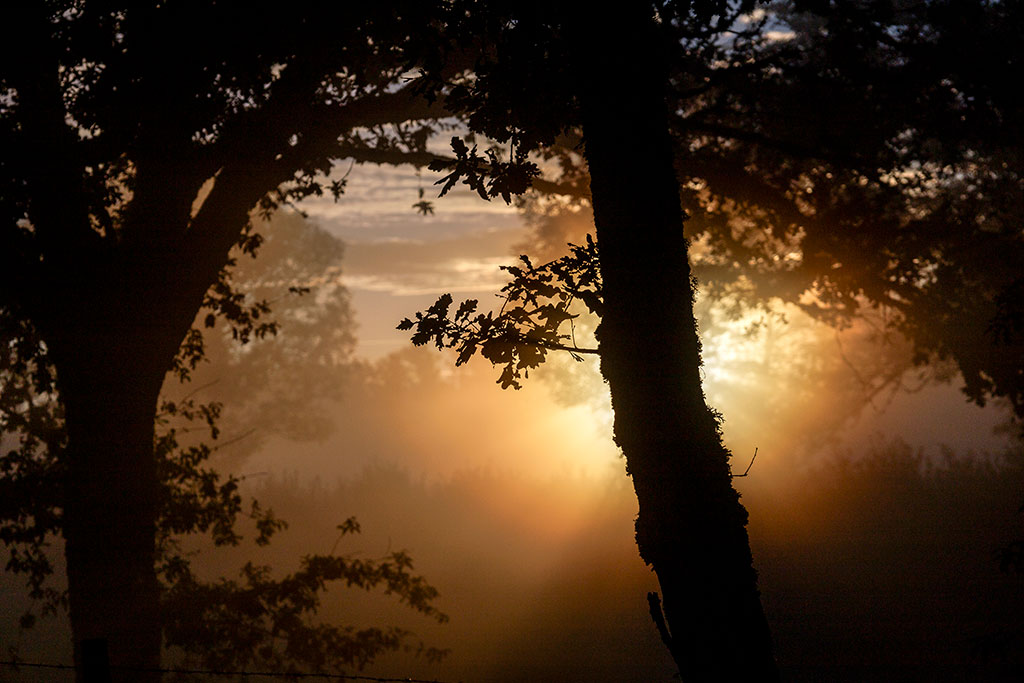 Silhouette d'un arbre éclairé par un rayon de soleil  