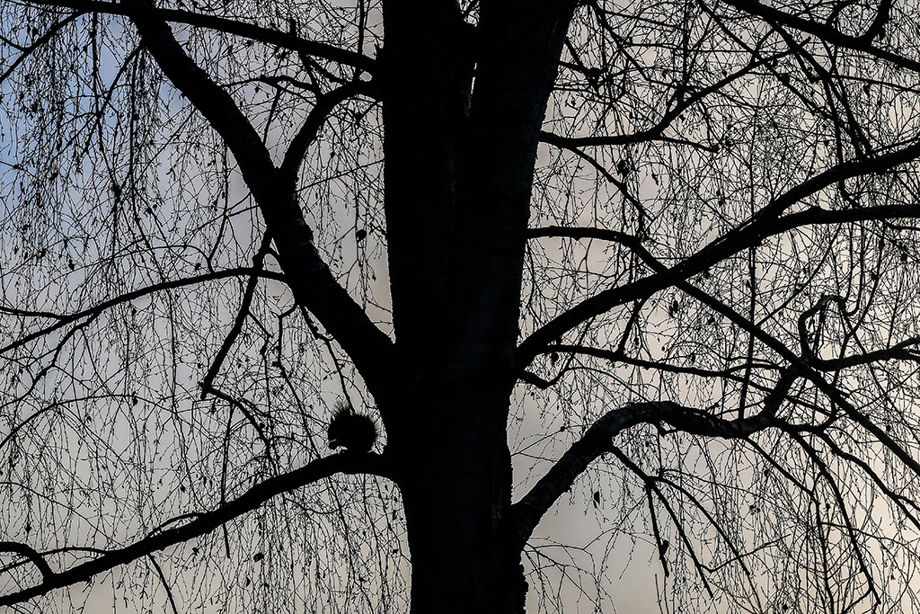 Silhouette d'un écureuil perché sur la branche d'un arbre.