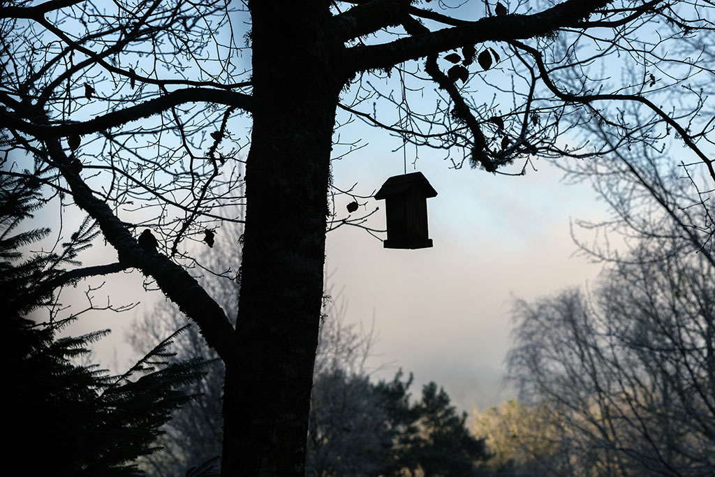Silhouette d'un nichoir suspendu à la branche d'un arbre